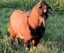 RDH Sequoia, Bohannon Kentucky Kiko herd sire